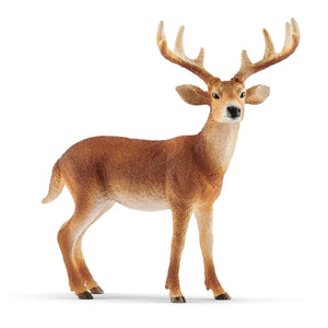 White-tailed Buck