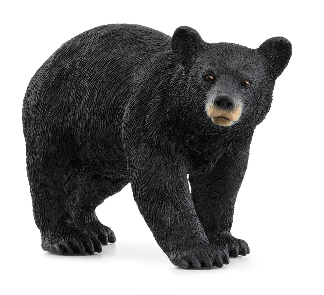 American Black Bear