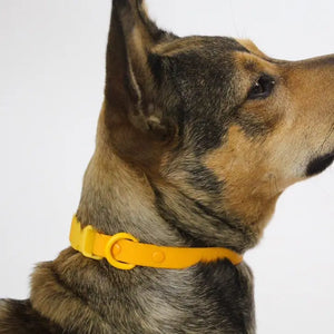 Two-Tone Dog Collar