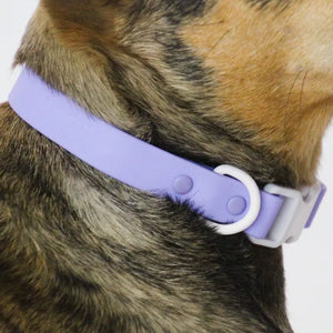 Two-Tone Dog Collar